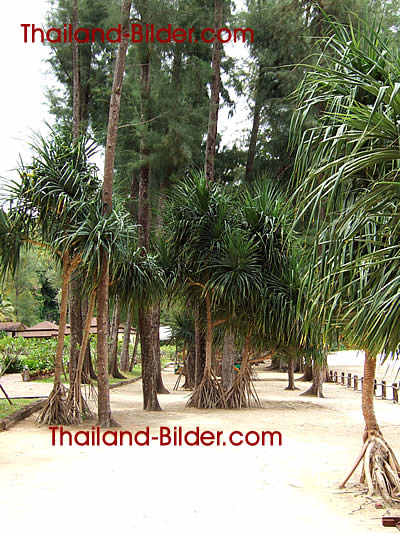Strand mit Palmen nahe Krabi, Thailand