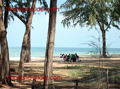 Picknick unter Pinienb�umen am Strand von Songkhla